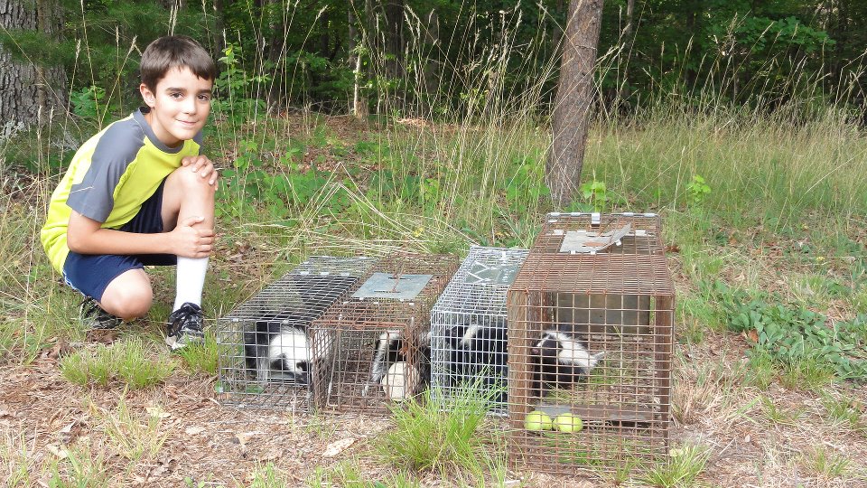Boy Kneeling Next to Live Trapped Skunks