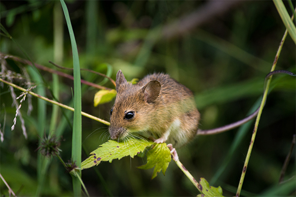 Mice Removal Services Wichita 