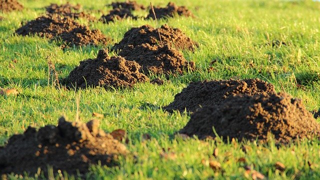 Mole Damage in Wichita